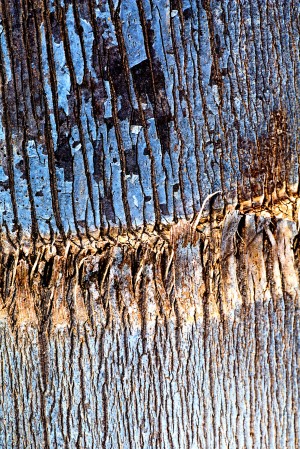 Palm Tree Trunk Blues